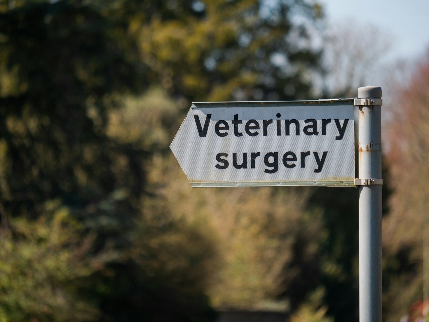 Como otimizar a gestão de clínicas veterinárias