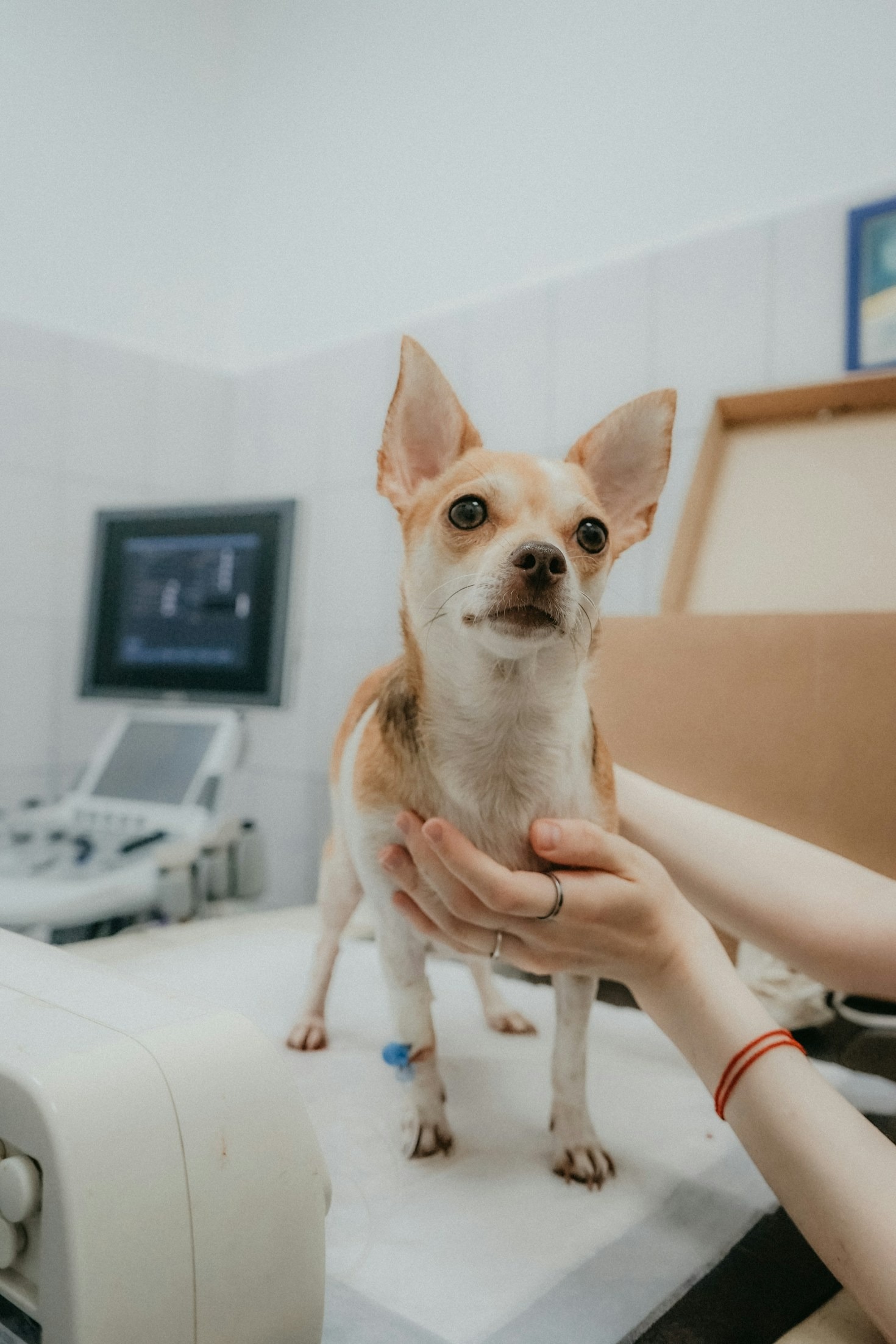 Tecnologias que revolucionam o cuidado animal