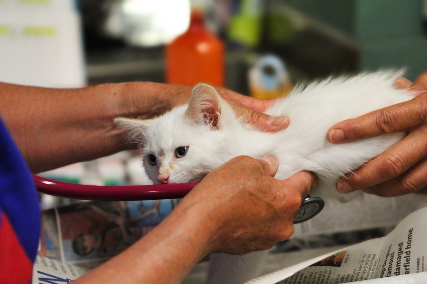 Dicas para modernizar sua clínica veterinária